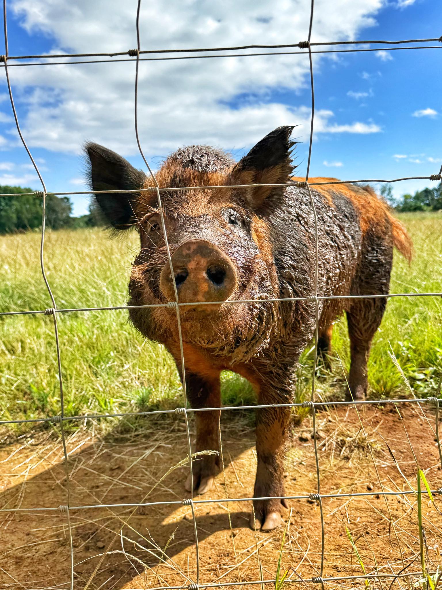 pig mascot image representing Pig-O-Latte’s brand identity and BBQ focus